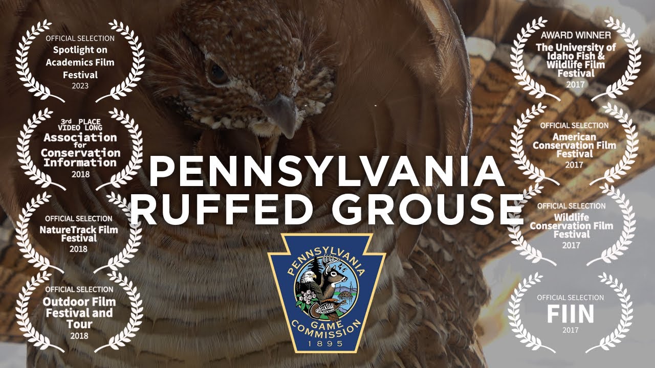 Pennsylvania Ruffed Grouse