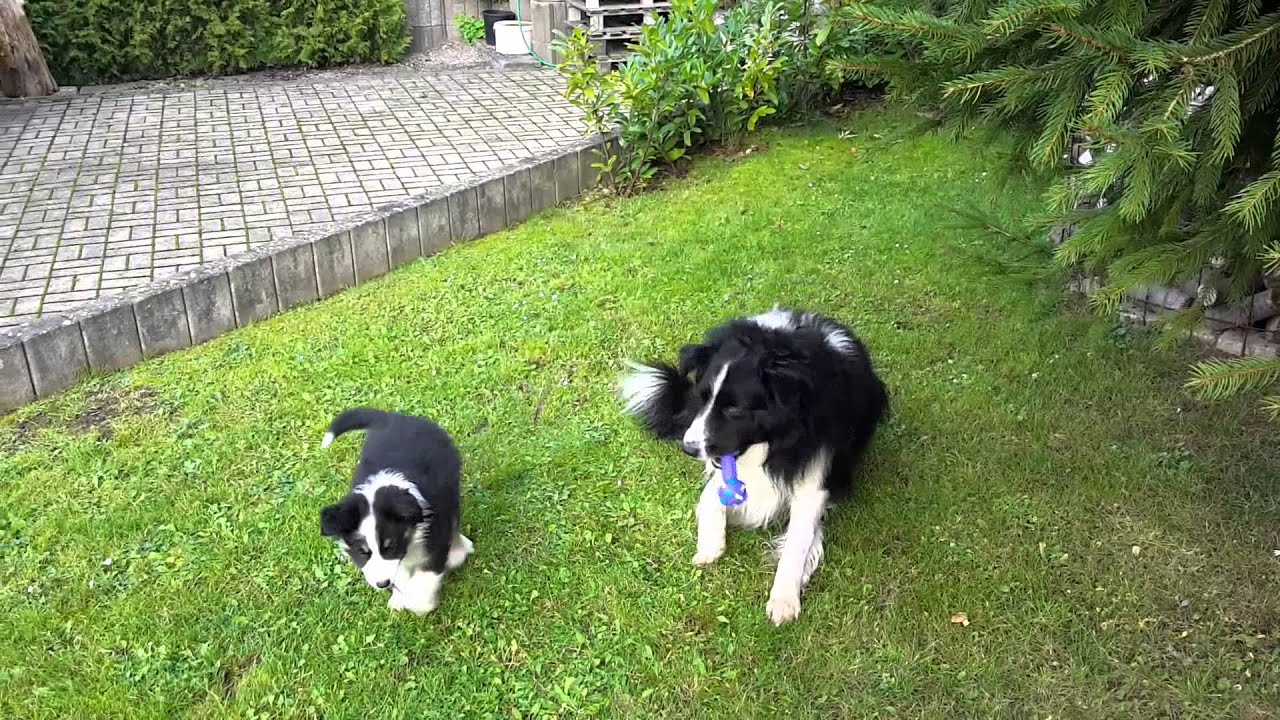 aggressiver Border Collie greift lieben Familienhund an aggressiver Border Collie greift lieben Familienhund an