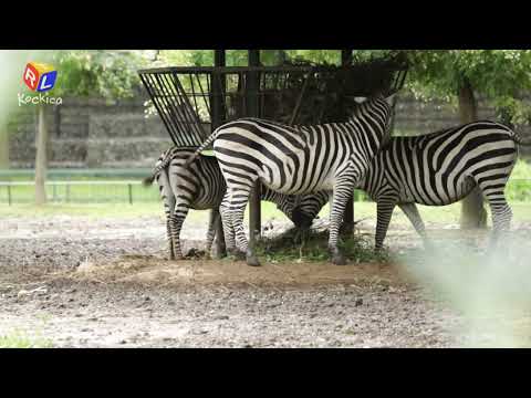 Video: Jesu li zebre crne s bijelim prugama?