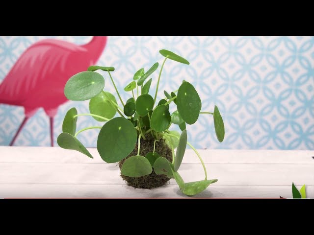 Le Pilea Peperomioides : la plante soucoupe volante qui se multiplie en un clin d’œil