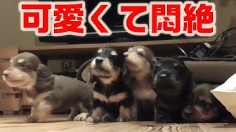 미니추아닥쿠스훈드 Youtube