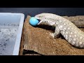 Finding The PERFECT MONITOR LIZARD Toy | African Savannah Monitor