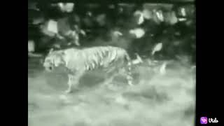 The rare footage of a leopard defeat a bengal tiger.