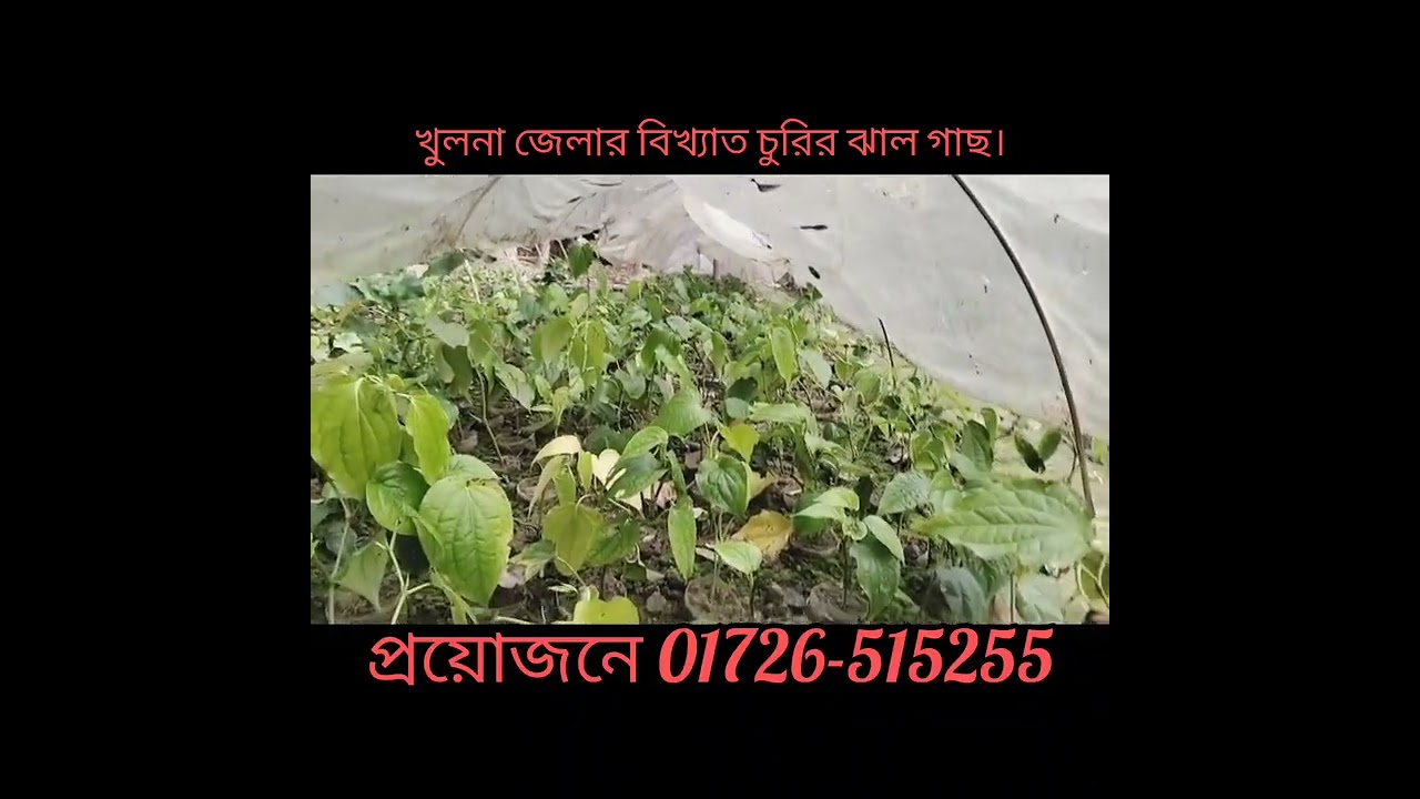 #খুলনা জেলার বিখ্যাত #চুইঝাল গাছ  পাইকারি ও #খুচরা  যারা  নিতে চান সানাবাড়ী নার্সারি 01726-515255 