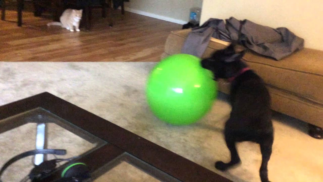 Dog pops big ball YouTube