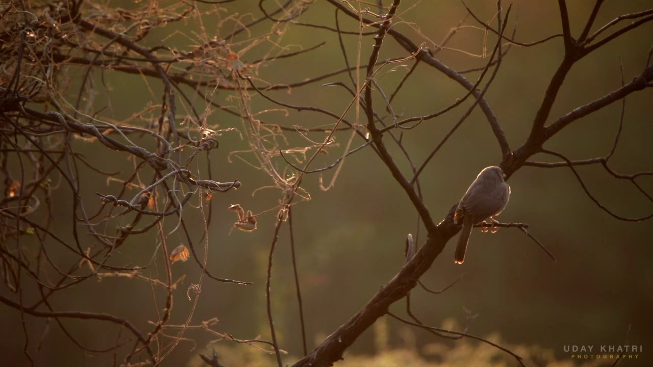 jungle babbler bird in early morning light by udaykhatri