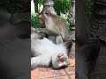 親子ザルが楽しそうに遊ぶ🐒💕 ~ Wat Phnom にて