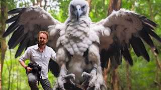 15 The Strongest and Largest Eagle in The World