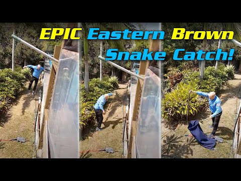 EPIC EASTERN BROWN CATCH!