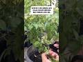 Banyak yang sering lupa kalau nanam kemangi bisa dengan cara ini #berkebun #garden #gardeningtips