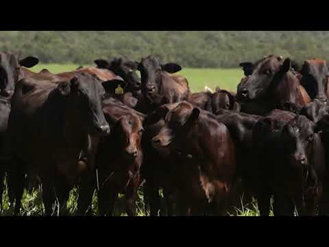 SABE QUAL É A DIFERENÇA DA CARNE DE BOVINOS TAURINOS E ZEBUÍNOS? ESPECIALISTA EXPLICA. CONFIRA