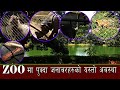 काठमाडौं जाउलाखेल स्थित ZOO मा पुक्दा जनावरहरुको अबस्था यस्तो । हेर्नै पर्ने भिडियो ।।०७८.०५.२२ HD