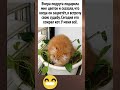 Я твоя судьба Наташка #шортс #юмор #смех #прикол #рекомендации #мем #смешно #смешновидео # #фильм