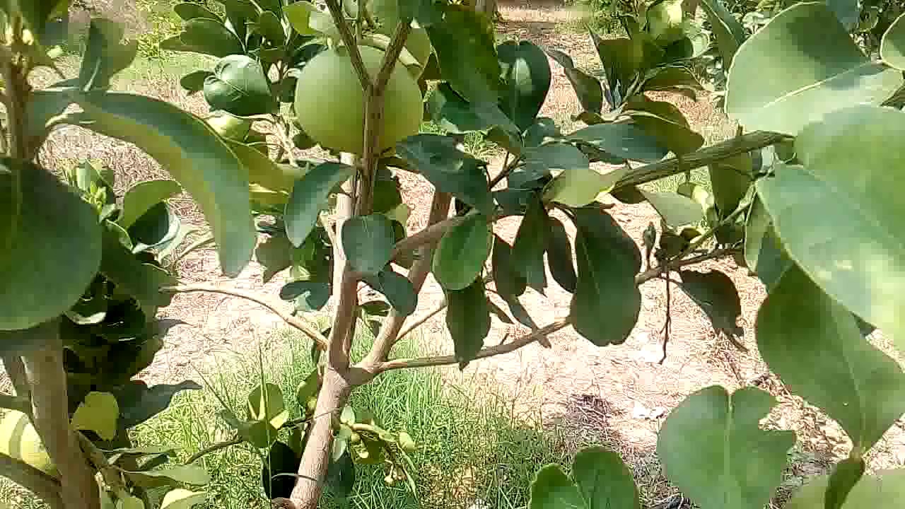 camera iphone 8 plus apk દોસ્તો આ છે મોસંબી લિંબૂ અને બિજોરુ ની વાડી જૂઓ લાઈવ વિડીયો