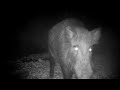 QUAND LES ANIMAUX REPÈRENT LE PIÈGE PHOTO