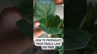 How To Propagate Fiddle Leaf Fig Tree!🪴 #plants #propagation #howto #ideas #garden #indoorplants