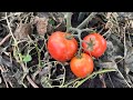 First tomato harvest!!!