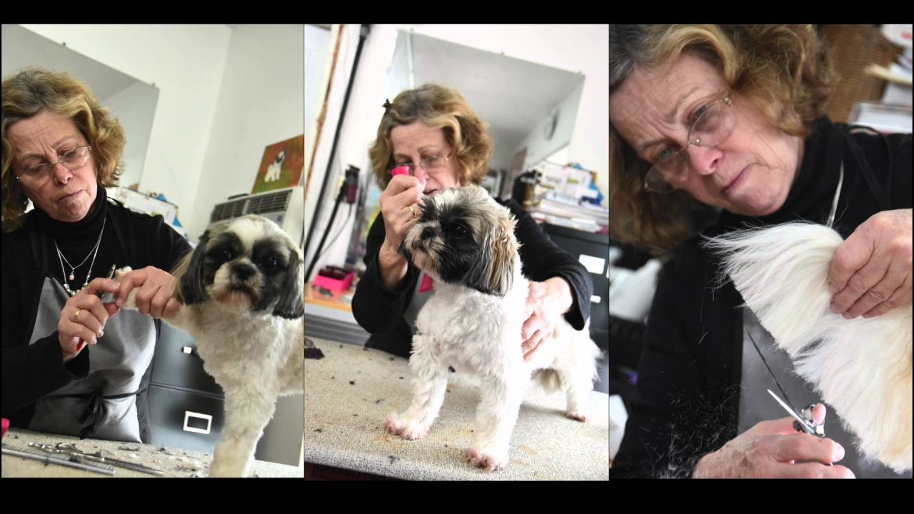 KC's pet grooming YouTube