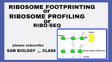 RIBOSOME FOOTPRINTING or RIBOSOME PROFILING@sambiologyclass9037