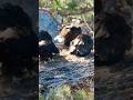 Bald Eagle watching is the best #baldeaglenest