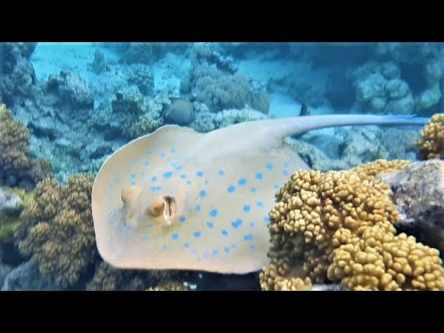 Скат, мурена, и все с кем мы плавали в Красном море. Шарм Эль Шейх