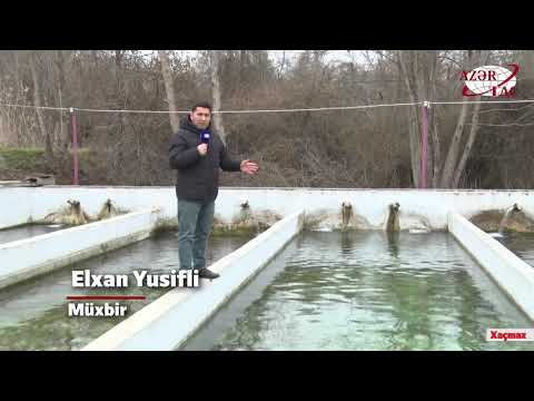 Video: Qızıl Balığı Necə Qidalandırmaq olar: 12 addım (şəkillərlə birlikdə)