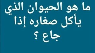 ما هو الحيوان الذي يأكل صغاره إذا جاع ؟ من 5 حروف