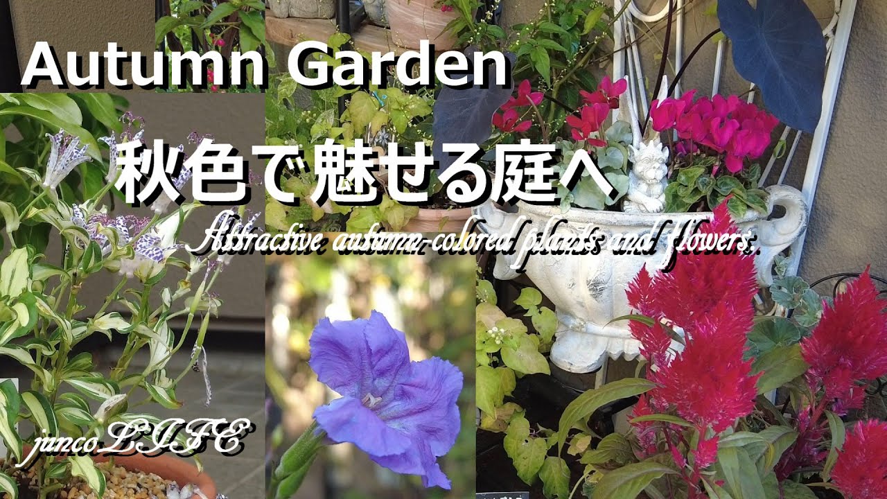 秋の玄番ファームさんに行ってきました＊購入品紹介＊玄関前を華やかな秋色に＊猫ちゃん