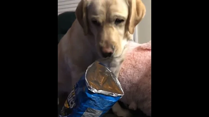 the lab millie BthiJMkAJLc