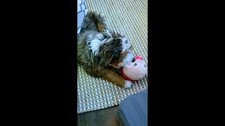 BABORUI Remote Control Dog Toy Review – Fun or Flop? B0D91GPQMZ