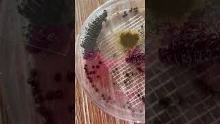 Macakit-day 6 Smartbugs part.1