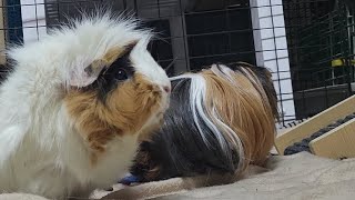 Easy Enrichment Ideas (some free!) for Guinea Pigs