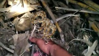Berburu ular sanca kembang malah dapatnya......?...