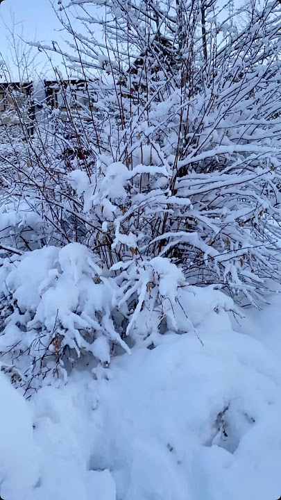 Snowflake ❄️ #winter #winteriscoming 🤩🤗 #snowfall #winter