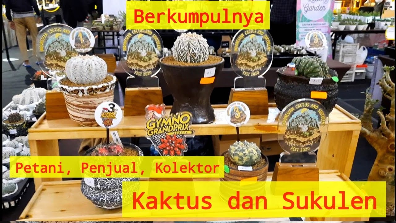 Lithopsbandung, Jans Nursery, Jogjagurun, Cactus Barbar, dan Lainnya Kumpul di Pameran Kaktus Jogja
