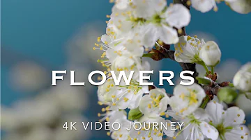 Calming Music for Relaxation & Mindfulness | Flowers Natural Scenery 4k Video with Piano Music