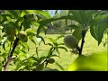 Jtwes Monday Night Live ( Will The Peaches Make It Tonight)