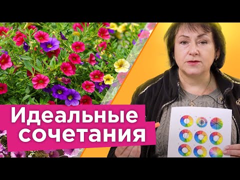 ЛУЧШИЕ ПАРТНЕРЫ ДЛЯ ПЕТУНИИ! С этими цветами петуния заиграет новыми красками!