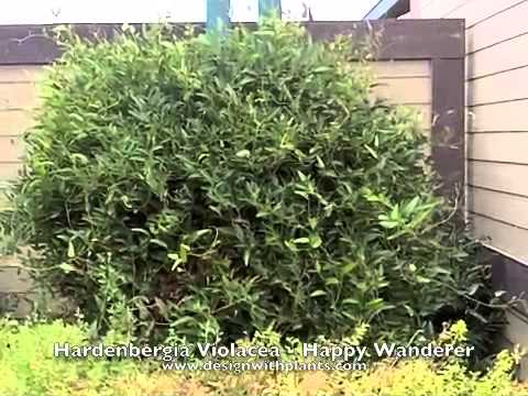 Video: Hardenbergia Coral Pea Informationen - Tipps für den Anbau von Coral Pea Vines