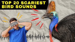 Natures Creepiest Noises 20 Scariest Bird Sounds Ever Heard