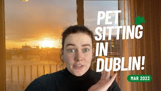 Dublin Petsitting! | Moving to Ireland | Vlog #6