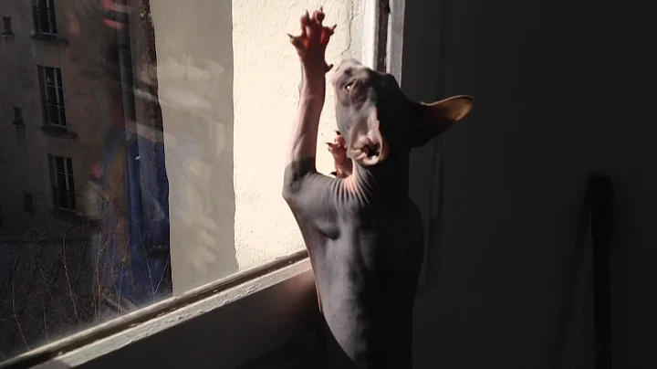 Watch the video about Cute Sphynx kitten doesn't know how to window