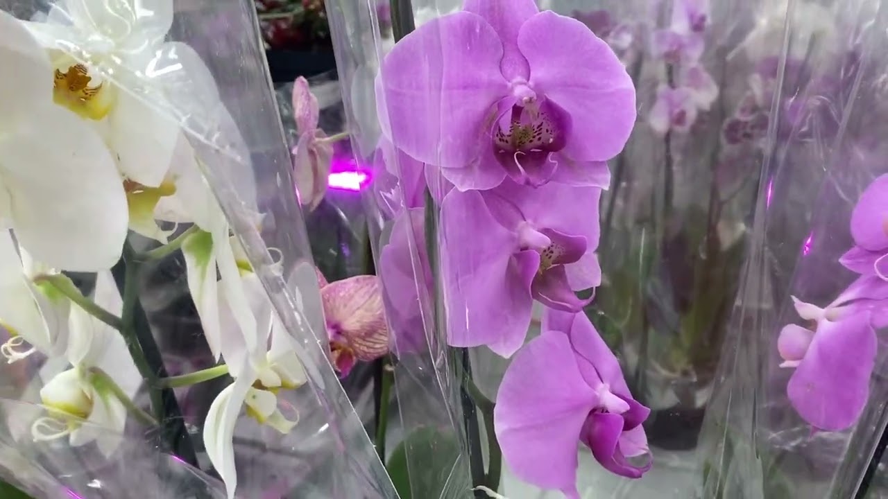ОРХИДЕИ ПО 18 руб! МНОГО уценки орхидей после завоза фаленопсисов. Бегония антириум в Минске купить