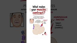 Neurology Insights: What makes your muscles contract? #neurology #physiology #musclecontraction