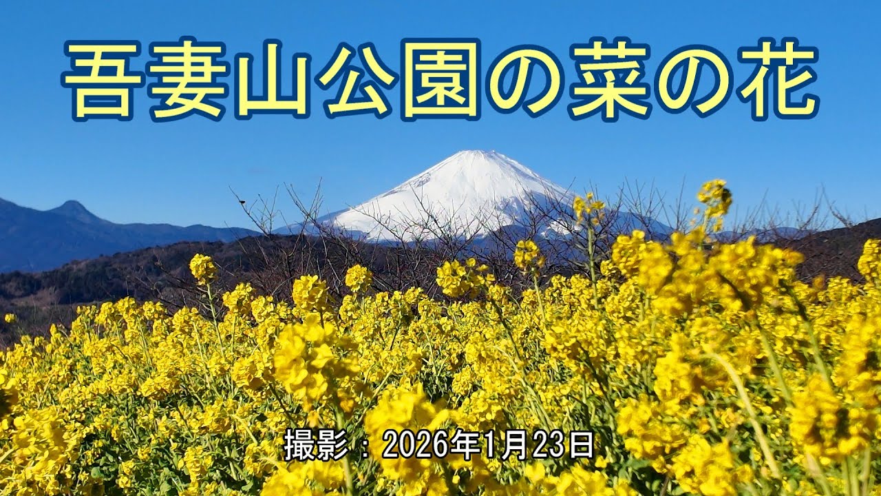 吾妻山公園の菜の花 [4K] Rape blossoms in Azumayama Park