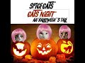The Spice Cats (cats music group) Cats Night, an halloween’s tale / 4th song !