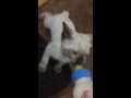 ミルクは別腹ァ！