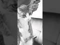 El salero 🤣 #shorts #funnycats #gatostiktok #catlover #catmemes #kingsleague #aesthetic #viral