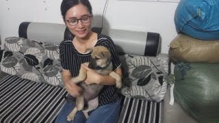 APRC update: kind girl asks to adopt the puppy we rescued from the evil scrap dealer.