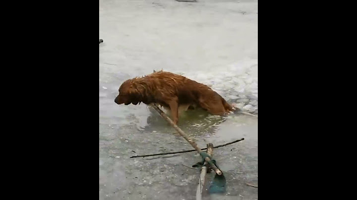 dog is human best and most loyal friend ❤️